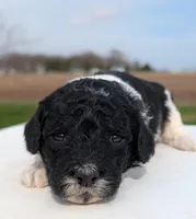 Winnie, a female Labradoodle for sale in Archbold, OH – Photo 6 of 6