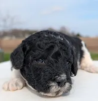 Winnie, a female Labradoodle for sale in Archbold, OH – Photo 2 of 6