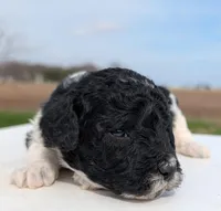 Winnie, a female Labradoodle for sale in Archbold, OH – Photo 4 of 6