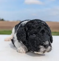 Winnie, a female Labradoodle for sale in Archbold, OH – Photo 5 of 6