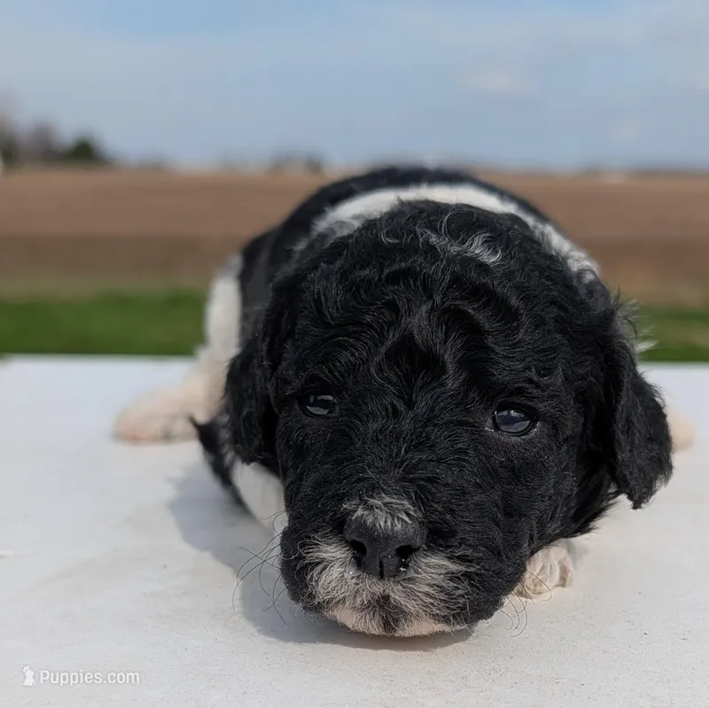 Winnie – Labradoodle puppy for sale in Archbold, OH