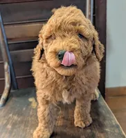 Duke, a male Labradoodle for sale in Archbold, OH – Photo 2 of 10