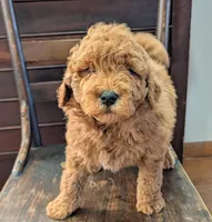 Duke, a male Labradoodle for sale in Archbold, OH – Photo 5 of 10
