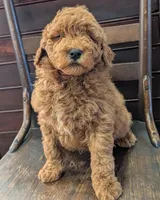 Duke, a male Labradoodle for sale in Archbold, OH – Photo 1 of 10