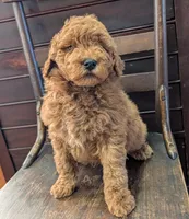 Duke, a male Labradoodle for sale in Archbold, OH – Photo 6 of 10