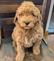 Duke, a male Labradoodle for sale in Archbold, OH – Photo 7 of 10