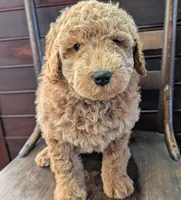 Harley, a male Labradoodle for sale in Archbold, OH – Photo 5 of 10