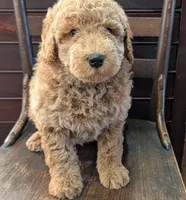 Harley, a male Labradoodle for sale in Archbold, OH – Photo 4 of 10