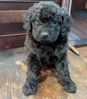 Lily, a female Miniature Labradoodle for sale in Archbold, OH – Photo 4 of 8
