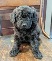 Lily, a female Miniature Labradoodle for sale in Archbold, OH – Photo 6 of 8