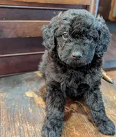 Lily, a female Miniature Labradoodle for sale in Archbold, OH – Photo 3 of 8