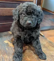 Lily, a female Miniature Labradoodle for sale in Archbold, OH – Photo 5 of 8