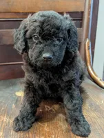 Lily, a female Miniature Labradoodle for sale in Archbold, OH – Photo 2 of 8