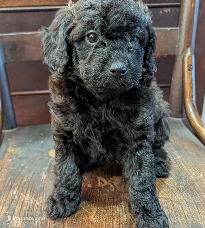 Lily – Miniature Labradoodle puppy for sale in Archbold, OH