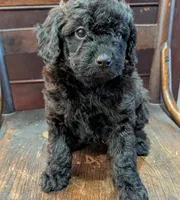 Lily, a female Miniature Labradoodle for sale in Archbold, OH – Photo 1 of 8