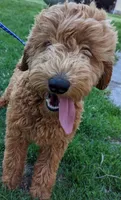 Echo, a male Labradoodle for sale in Archbold, OH – Photo 1 of 6