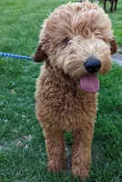 Echo, a male Labradoodle for sale in Archbold, OH – Photo 3 of 6