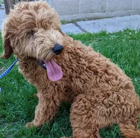 Echo, a male Labradoodle for sale in Archbold, OH – Photo 4 of 6