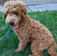 Echo, a male Labradoodle for sale in Archbold, OH – Photo 5 of 6