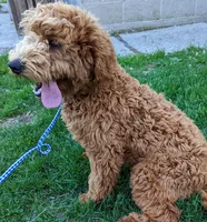 Echo, a male Labradoodle for sale in Archbold, OH – Photo 6 of 6