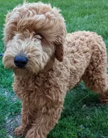Echo, a male Labradoodle for sale in Archbold, OH – Photo 2 of 6