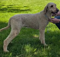 Annie, a female Labradoodle for sale in Archbold, OH – Photo 3 of 5