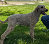 Annie, a female Labradoodle for sale in Archbold, OH – Photo 4 of 5