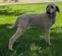 Annie, a female Labradoodle for sale in Archbold, OH – Photo 5 of 5