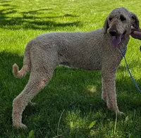 Annie, a female Labradoodle for sale in Archbold, OH – Photo 1 of 5
