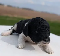 Simba, a male Labradoodle for sale in Archbold, OH – Photo 3 of 7