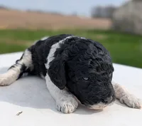 Simba, a male Labradoodle for sale in Archbold, OH – Photo 2 of 7