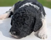 Simba, a male Labradoodle for sale in Archbold, OH – Photo 7 of 7