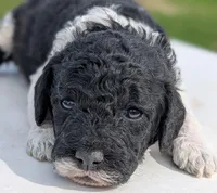 Simba, a male Labradoodle for sale in Archbold, OH – Photo 5 of 7