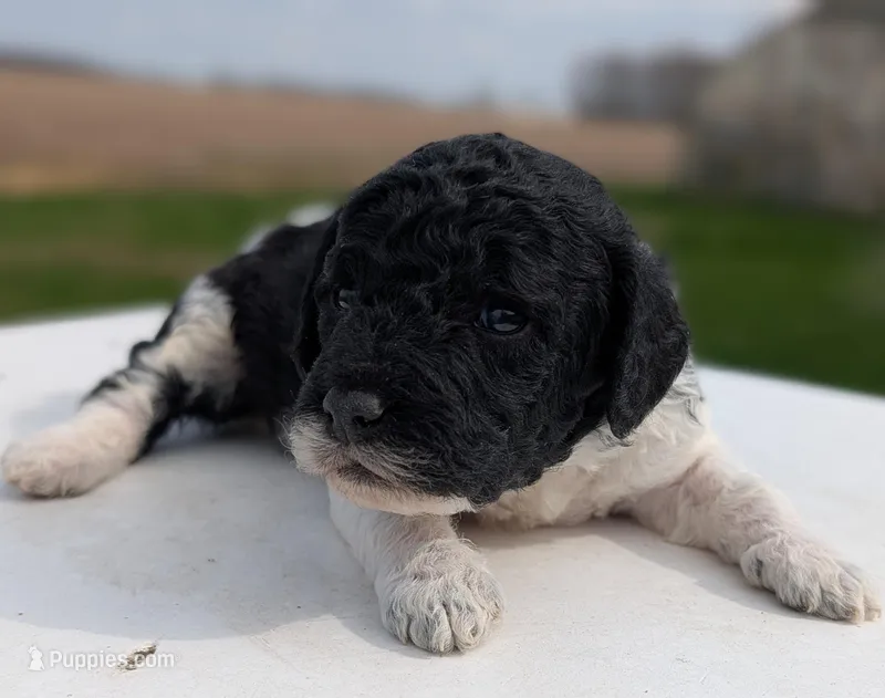 Simba – Labradoodle puppy for sale in Archbold, OH