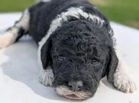 Simba, a male Labradoodle for sale in Archbold, OH – Photo 4 of 7