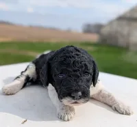 Simba, a male Labradoodle for sale in Archbold, OH – Photo 6 of 7