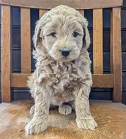 Lucy, a female Labradoodle for sale in Archbold, OH – Photo 2 of 8