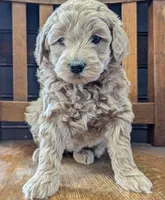 Lucy, a female Labradoodle for sale in Archbold, OH – Photo 7 of 8