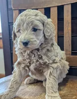 Lucy, a female Labradoodle for sale in Archbold, OH – Photo 4 of 8
