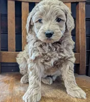 Lucy, a female Labradoodle for sale in Archbold, OH – Photo 5 of 8
