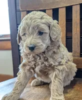 Lucy, a female Labradoodle for sale in Archbold, OH – Photo 8 of 8