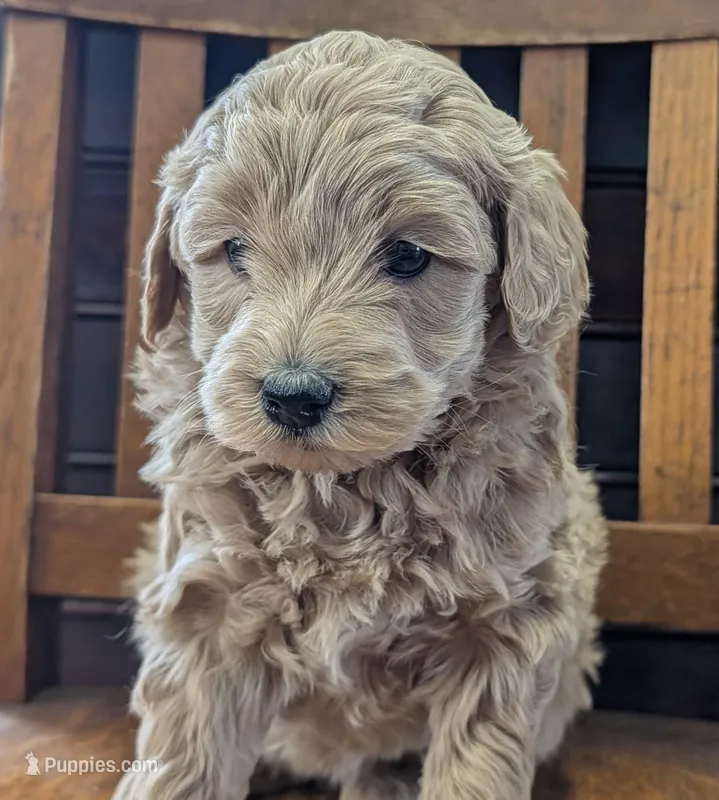 Lucy – Labradoodle puppy for sale in Archbold, OH