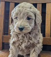 Lucy, a female Labradoodle for sale in Archbold, OH – Photo 1 of 8