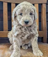 Lucy, a female Labradoodle for sale in Archbold, OH – Photo 3 of 8