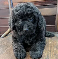 Ruby, a female Miniature Labradoodle for sale in Archbold, OH – Photo 5 of 8