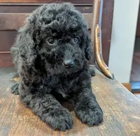 Ruby, a female Miniature Labradoodle for sale in Archbold, OH – Photo 7 of 8