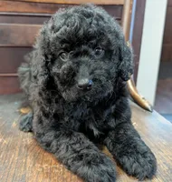Ruby, a female Miniature Labradoodle for sale in Archbold, OH – Photo 6 of 8