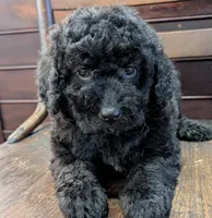 Ruby, a female Miniature Labradoodle for sale in Archbold, OH – Photo 2 of 8
