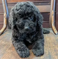 Ruby, a female Miniature Labradoodle for sale in Archbold, OH – Photo 8 of 8
