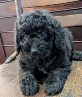 Ruby, a female Miniature Labradoodle for sale in Archbold, OH – Photo 3 of 8
